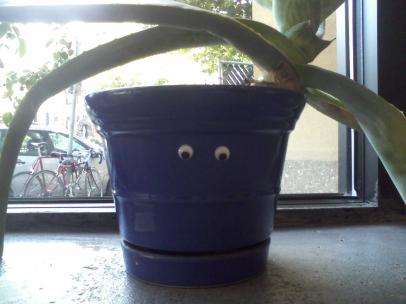 i put googly eyes on my plants